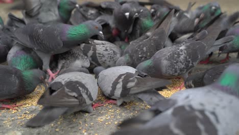 las palomas comen comida en las calles de kolkata
