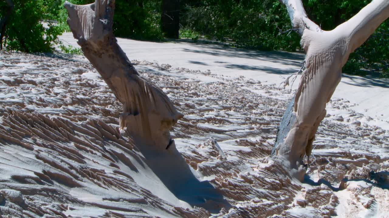 Sand Dune Landscape with Eroded Tree