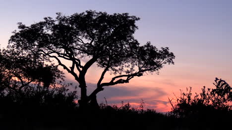 Birds-fly-by-silhouette-of-tree-at-dusk-on-African-savanna,-zoom-out