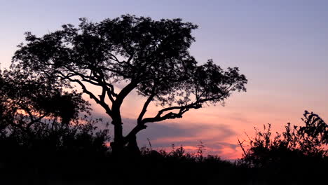 birds fly by silhouette of tree at dusk on african savanna, zoom out