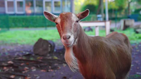 Slowmotion-of-a-Brown-Goat-with-Large-Goatee-Looking-into-the-Camera