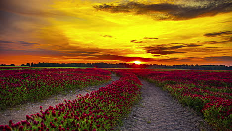 una hermosa puesta de sol naranja sobre un campo de color púrpura de trébol carmesí en flor