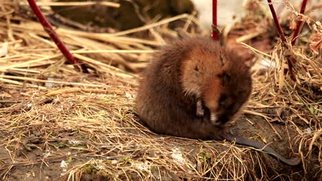 A-wild-muskrat-cleans-its-fur