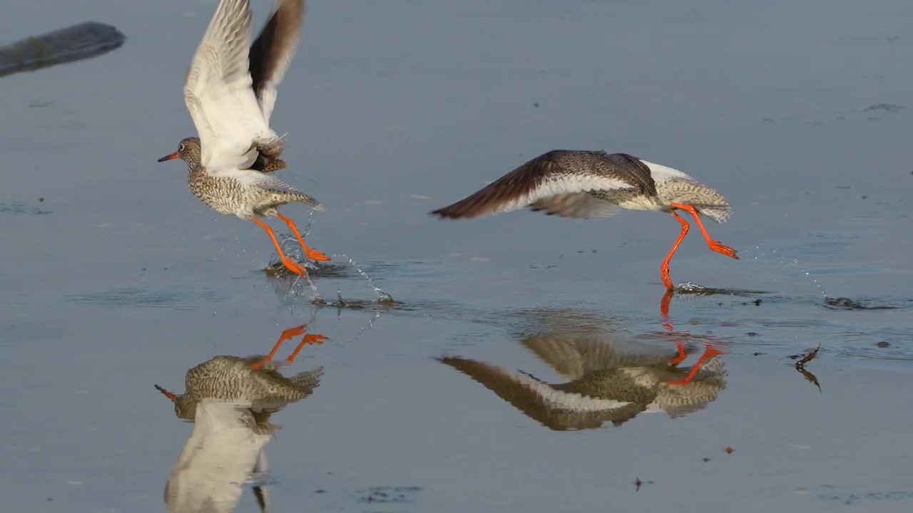 Pettegole comuni che volano su acque poco profonde, inseguendosi, 4k, slow motion
