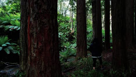 Un-Dron-Sigue-A-Una-Chica-Que-Explora-El-Bosque-Y-El-Arroyo-De-Secuoyas-De-California