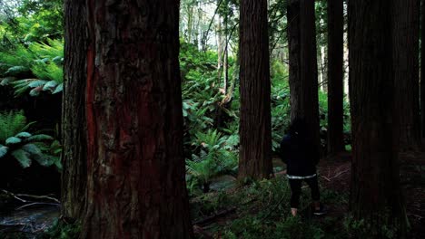el dron sigue a una niña explorando el bosque y el arroyo de secuoyas de california