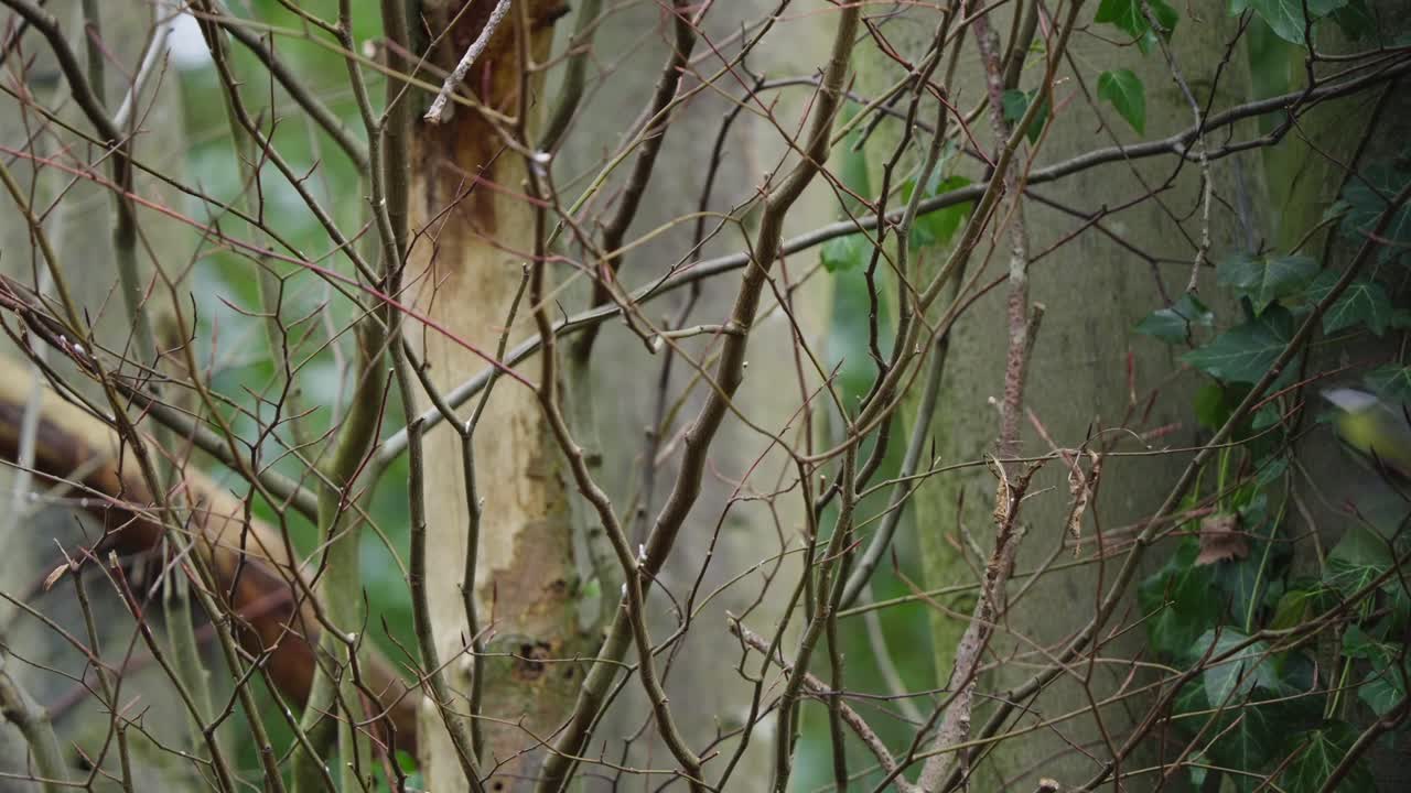Great tit perched on a forest branch in Friesland, showcasing its bright yellow chest and characteristic black stripe