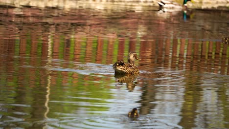 Pato-Madre-Nadando-Con-Patitos-En-Un-Estanque-En-El-Parque-&#39;borisova-Gradina&#39;-En-Sofia,-Bulgaria