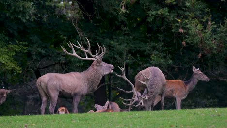 Eine-Herde-Hirsche-Mit-Zwei-Alphamännchen-Mit-Ihrem-Riesigen-Geweih-Und-Ihren-Weibchen,-Hirschfamilie-Im-Wald