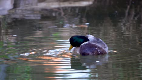 duck floating and reflected on the water is calmly cleaned