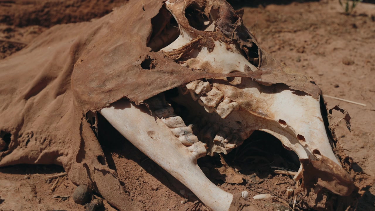 Closeup of decomposed camel skull with teeth and dried skin remains lying on red Sahara sand in southern Morocco