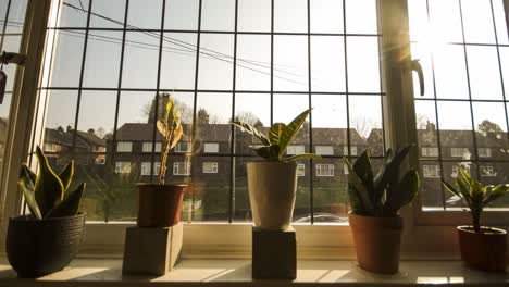 amanecer con las plantas de la casa