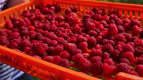 a woman shows with hand fresh raspberry in crate