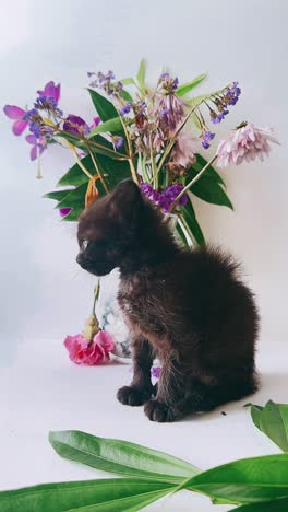 black kitten with flowers