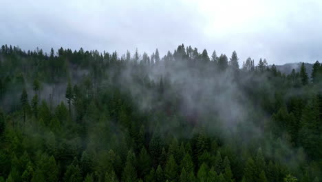 misty foggy mountain landscape with fir forest and copyspace in vintage retro hipster style