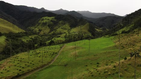 Aerial-landscape-of-wax-palm-trees-in-Cocora-Valley