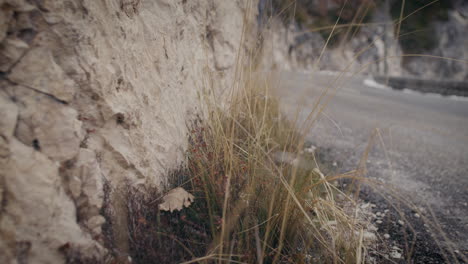 dry clump of grass growing by asphalt mountain road