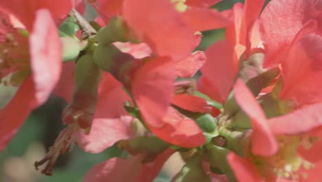 japanese quince flowers moving in and out of focus in the wind, slow motion