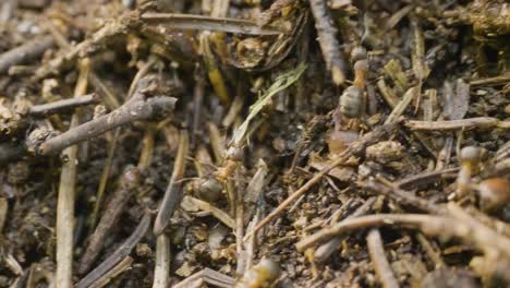 ants in an ant hill closeup