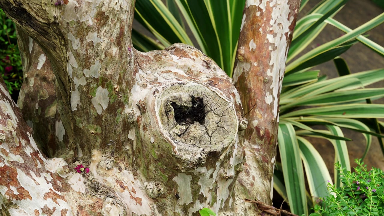 Close-Up of Mottled Tree Trunk with Knothole and Peeling Bark (4K)