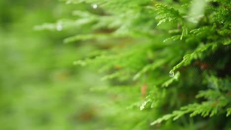 vibrant green pine needles on a conifer tree with a single dew drop hanging delicately from a needle, accompanied by a faint spider web