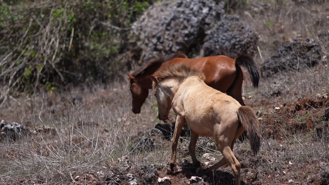 caballos sandel pastan en un desierto árido en kupang, indonesia