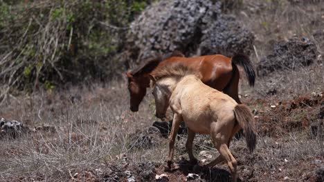 Caballos-Sandel-Pastan-En-Un-Desierto-árido-En-Kupang,-Indonesia