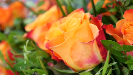 close-up of orange roses
