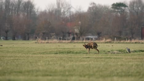 A-roe-deer-in-a-serene-paddock-calmly-grooming-before-the-day-starts