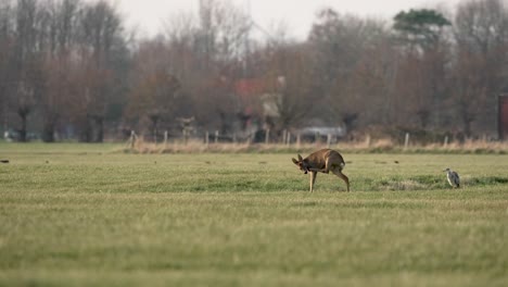 a roe deer in a serene paddock calmly grooming before the day starts