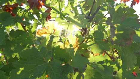 Green-vineyard-agriculture-plant-at-summer