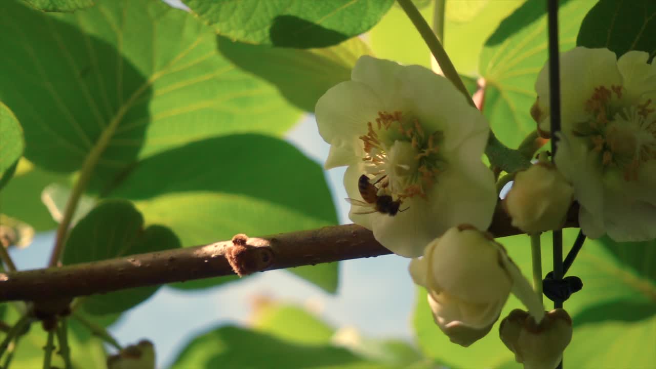 Honningbi i slowmotion indsamler pollen fra hvid blomst i sollys