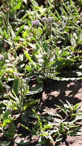 lapso de tiempo de las plantas que crecen a la luz solar