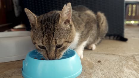 stray hungry feral cat eats greedily from blue food bowl close up