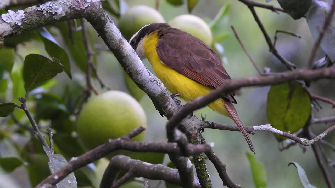 작은 키스카디 (lesser kiskadee) 는 나가지에 서 있는 남미의 새이다.