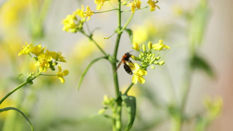 big bumble bee pollinating yellow wildflowers at summertime