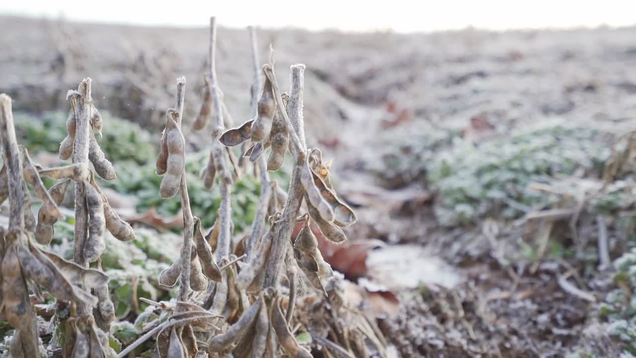 A small stream of water has frozen shut over night. It is in the middle of a cut soybean field
