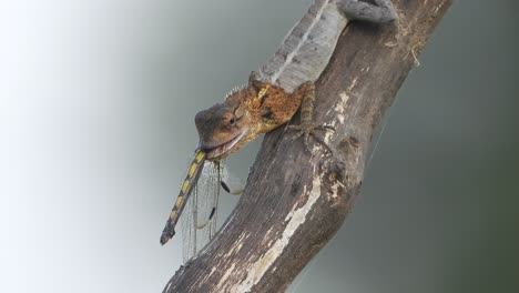 lizard eating -dragonfly - walking