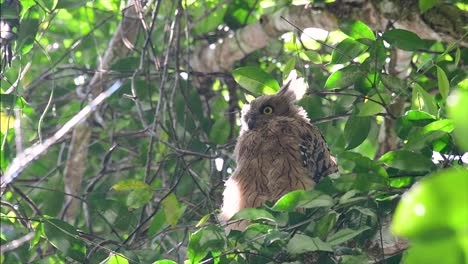 Die-Buffy-Fish-Owl-Ist-Eine-Große-Eule-Und-Doch-Die-Kleinste-Unter-Den-Vier-Fischeulen