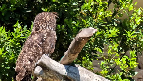 Back-View-of-an-Owl-Sitting-on-a-Branch,-Handheld-Shot