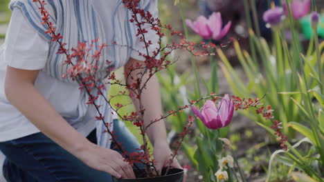 women working in the garden - planting flowers in the backyard dma