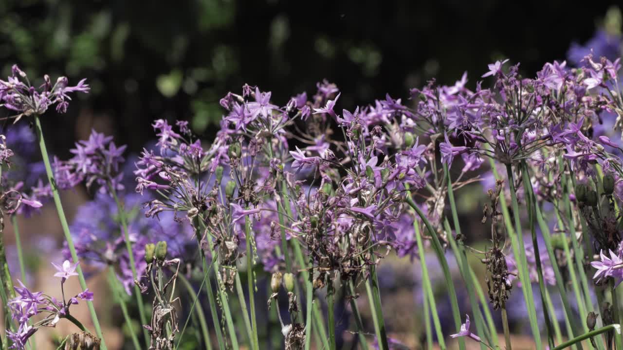 Garden with blooming purple flowers, a shot of nature's colorful and blooming flora in the summer season