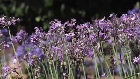 Garden-with-blooming-purple-flowers,-a-shot-of-nature's-colorful-and-blooming-flora-in-the-summer-season