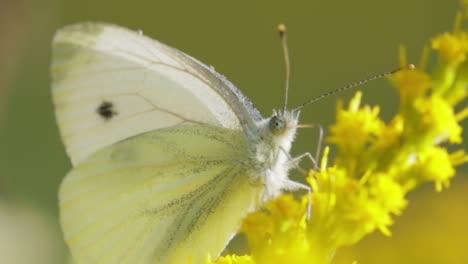 pieris brassicae, the large white butterfly, also called cabbage butterfly. large white is common throughout europe, north africa and asia often in agricultural areas, meadows and parkland.