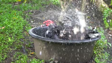 Large-male-Muscovy-duck-splashes-vigorously-in-small-tub-of-water,-shakes-head-and-feathers,-slow-motion