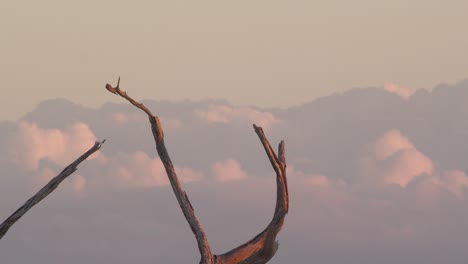 Una-Toma-Estática-De-Ramas-De-árboles-Muertos-Frente-A-Un-Dosel-Al-Atardecer-Mientras-Las-Nubes-Del-Atardecer-Se-Mueven