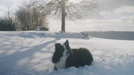 Medium-wide-shot-of-a-cute-dog---Australian-shepherd---laying-on-the-ground-in-the-snow