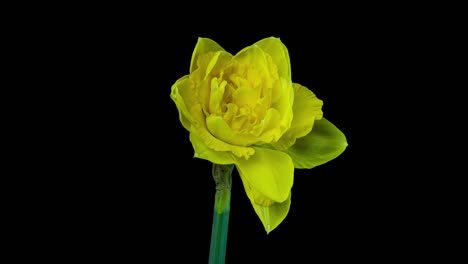 narcissus. blooming of beautiful yellow flowers on black background, daffodil. timelapse. 4k. wedding background, valentines day, mother's day, spring, easter.