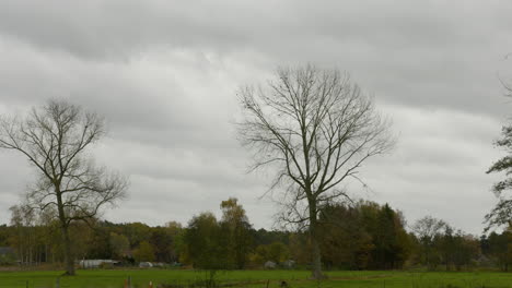 Ein-Eindruck-Der-Naturfarbszene-Im-Herbst,-Fallende-Blätter-Auf-Den-Straßen