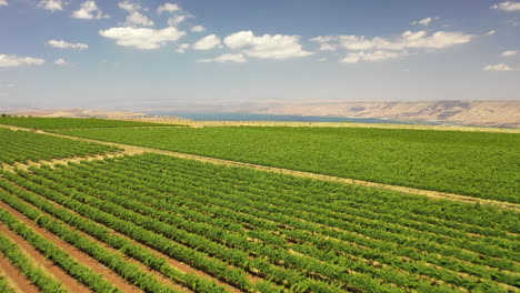 Bodega-Tabor-Disparo-De-Dron-Norte-De-Israel-Vista-De-Kineret-Viñedo